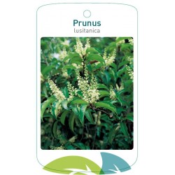 Prunus lusitanica FMTLL1836