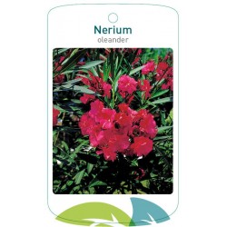 Nerium oleander double red...