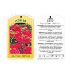 Azalea japonica 'Estrella'...