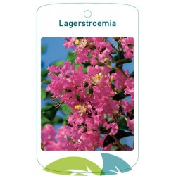 Lagerstroemia pink FMTLL1815