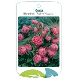 Rosa [Bourbon] 'Reine...