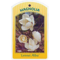 Magnolia 'Lennei Alba'...