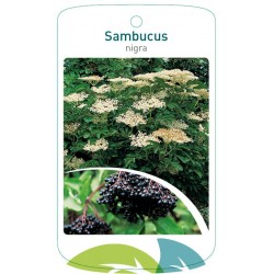 Sambucus nigra FMTLL1895
