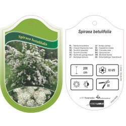 Spiraea betulifolia FPGL0559