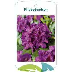Rhododendron violet FMTLL1994