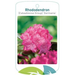 Rhododendron 'Germania'...