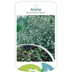 Aronia xprunifolia 'Nero'...