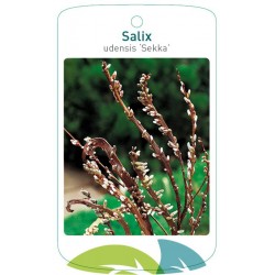 Salix udensis 'Sekka'...