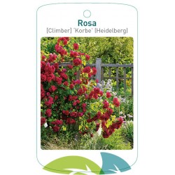 Rosa 'Korbe' (Heidelberg)...