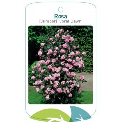 Rosa [Climber] 'Coral Dawn'...