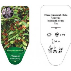 Elaeagnus umbellata INFL0559