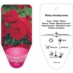 Rosa miniaturowa czerwona...