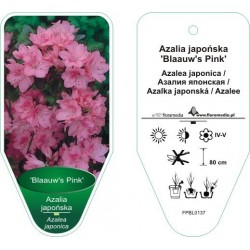 Azalea japonica 'Blaauw's...