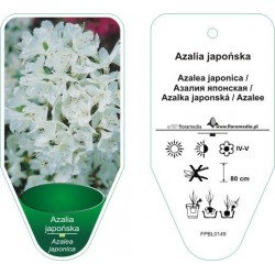 Azalea japonica (biała)...