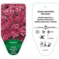Azalea japonica 'Silvester'...