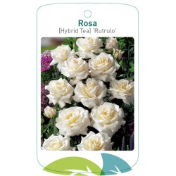 Rosa TH 'Rutrulo' FMTLL0717