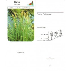 Carex otrubae FGWAS157