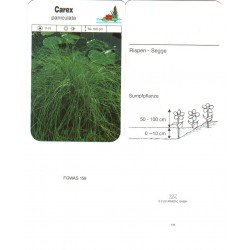 Carex paniculata FGWAS158