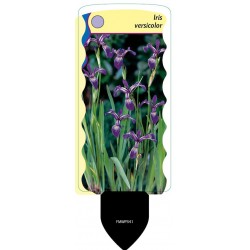 Iris versicolor FMWP341
