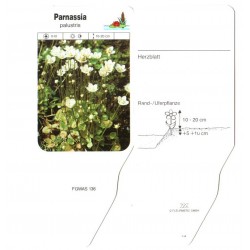 Parnassia palustris FGWAS136
