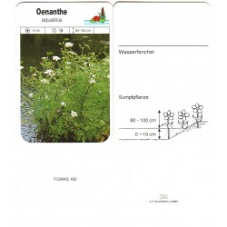Oenanthe aquatica FGWAS162