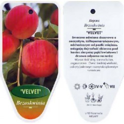 Prunus persica 'Velvet'...