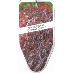 Acer palmatum 'Crimson...