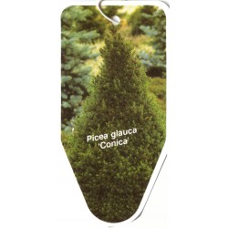 Picea glauca 'Conica' FLBL0449
