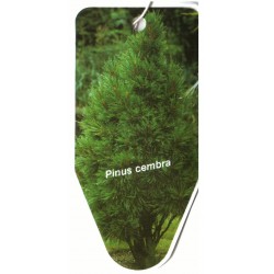 Pinus cembra FLBL0453