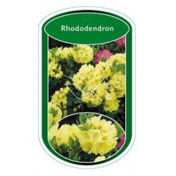 Rhododendron (geel) FLBN0367