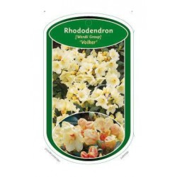 Rhododendron [Wardii Group]...