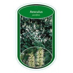 Aesculus parviflora FLBN0463