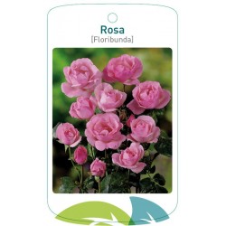 Rosa [Floribunda] pink...