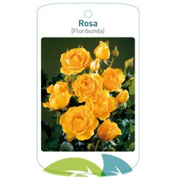 Rosa [Floribunda]...