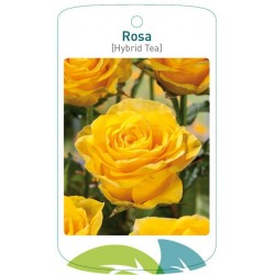Rosa TH yellow FMTLL0725