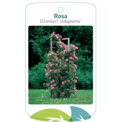 Rosa [Climber]...