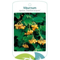 Viburnum opulus...