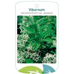 Viburnum odoratissimum var....