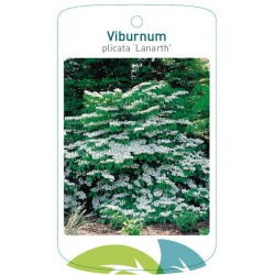 Viburnum plicatum 'Lanarth'...