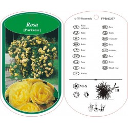 Rosa parkowa żółta FPBN0277