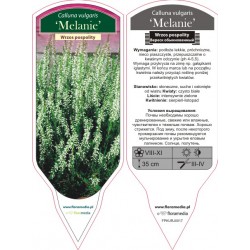 Calluna vulgaris 'Melanie'...