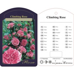 Rosa climber różowa...