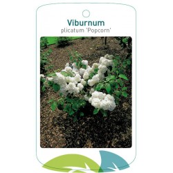Viburnum plicatum 'Popcorn'...