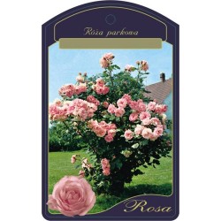 Rosa parkowa różowa FPPLRZ0039