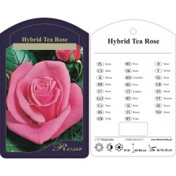 Rosa TH różowa FPROZINT017