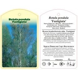 Betula pendula 'Fastigiata'...