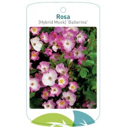 Rosa [Hybrid Musk]...