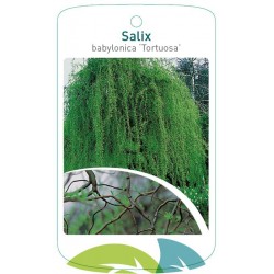 Salix babylonica 'Tortuosa'...