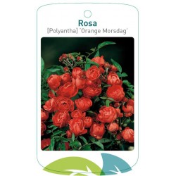 Rosa [Polyantha] 'Orange...