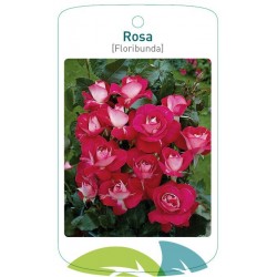 Rosa [Floribunda] red/white...
